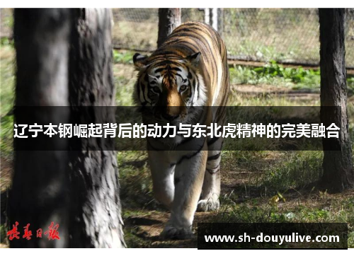 辽宁本钢崛起背后的动力与东北虎精神的完美融合 辽宁本钢崛起背后的动力与东北虎精神的完美融合